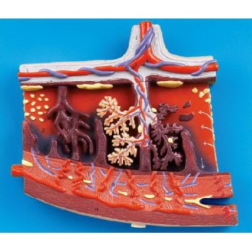 ENLARGED MODEL OF PLACENTA (SOFT)